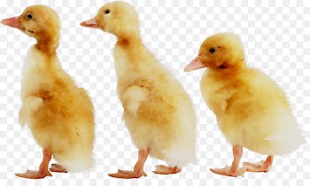 Duck Portable Network Graphics Image OTCMKTS:PMCB Vector graphics -  