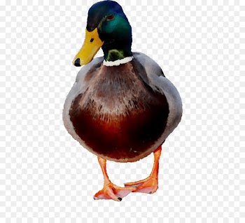 Duck Water bird Image Photomontage -  