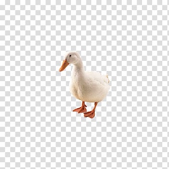 Duck with not bulletproof American Pekin Goose Bird, White Duck Figure transparent background PNG clipart