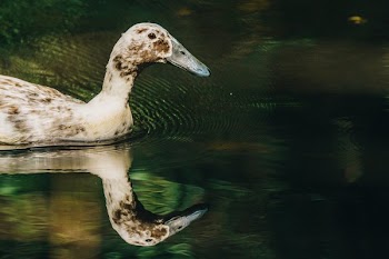 Duck With Reflection