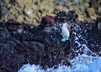 Duckling Standing on Rock Formation