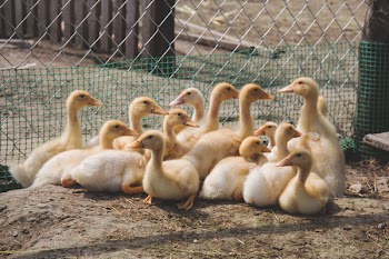 Ducklings