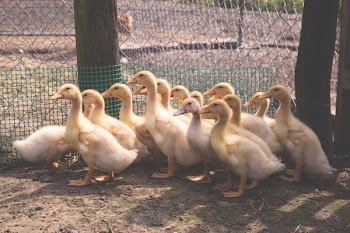 Ducklings 2
