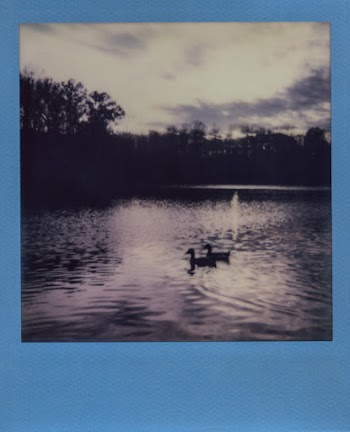 Ducks Floating on River