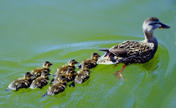 ducks in a row.jpg