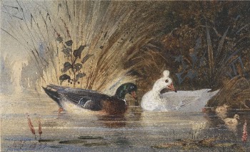 Ducks on a Pond | Free Photo - rawpixel