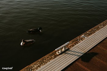 Ducks swimming by a quiet harbourside in Bristol | Free  photo - 2332465