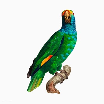 Dufresne's amazon | Free stock vector - 558980