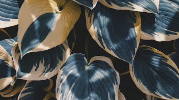 Dumb Cane