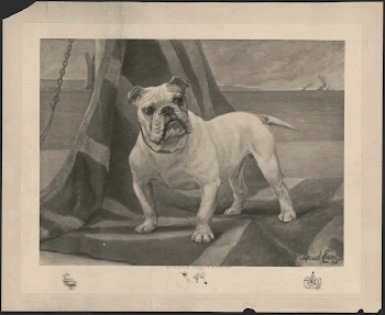 Dumboola, champion of England | Free Photo - rawpixel