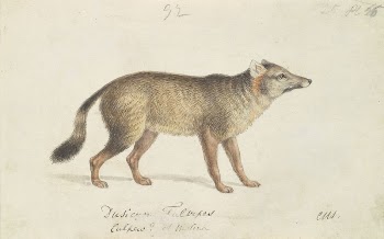 Dun-Footed Aguara-Dog by Charles Hamilton | Free Photo - rawpixel