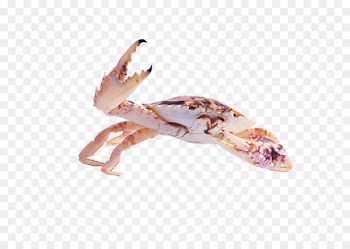 Dungeness crab Sebastian - crab 