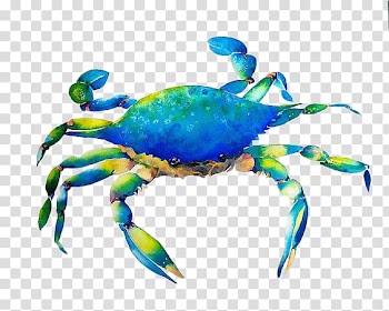 Dungeness crab Watercolor painting Art, Hand-painted blue crab transparent background PNG clipart