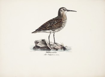 Dunlin in autumn, 1828 - | Free Photo - rawpixel