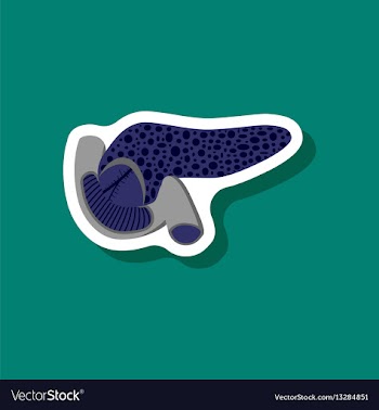 Duodenum and pancreas paper sticker on stylish vector image