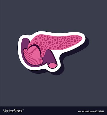 Duodenum and pancreas paper sticker on stylish vector image