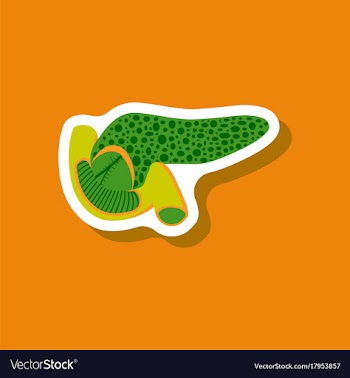 Duodenum and pancreas paper sticker on stylish vector image