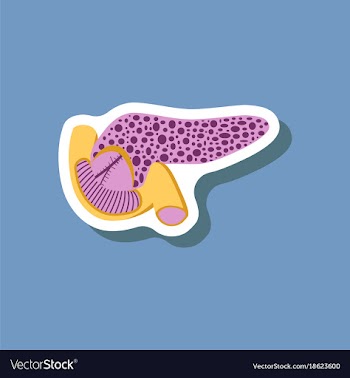 Duodenum and pancreas paper sticker on stylish vector image
