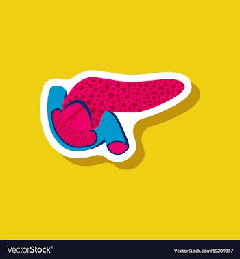 Duodenum and pancreas paper sticker on stylish vector image