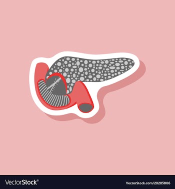 Duodenum and pancreas paper sticker on stylish vector image