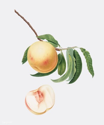 Duracina peach from Pomona Italiana (1817-183.. | Free stock vector - 487994