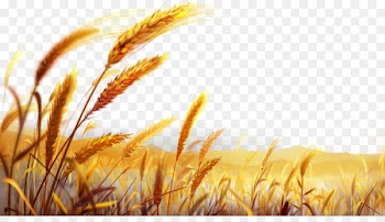 Durum Pasta Italian cuisine Wheat flour Dough - Beautiful golden wheat field 