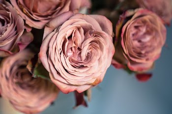 Dusty Rose