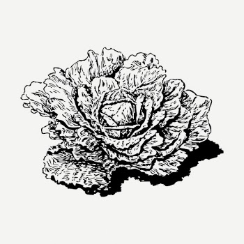 Dutch cabbage drawing clipart, vegetable | Free PSD - rawpixel