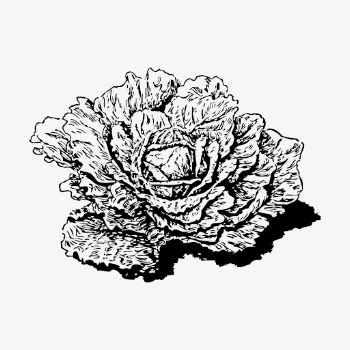 Dutch cabbage hand drawn clipart, | Free Vector - rawpixel