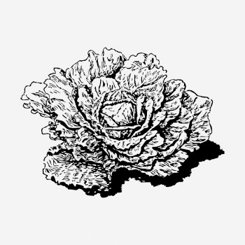 Dutch cabbage hand drawn illustration. | Free Photo - rawpixel
