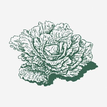 Dutch cabbage illustration, green vegetable. | Free Photo - rawpixel