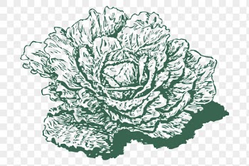 Dutch cabbage png sticker, green | Free PNG - rawpixel