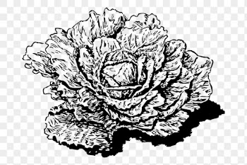 Dutch cabbage png sticker, vegetable | Free PNG - rawpixel