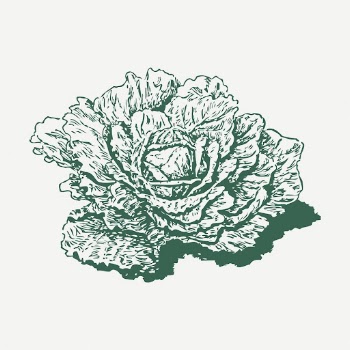 Dutch cabbage vintage clipart, green | Free PSD - rawpixel