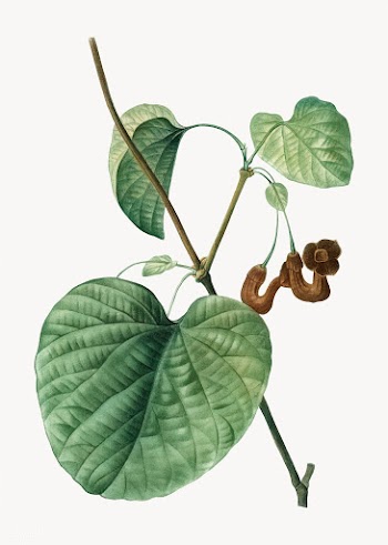 Dutchman's pipe | Free stock vector - 568588