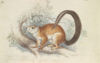 Duvaucel's Squirrel by Charles Hamilton | Free Photo - rawpixel