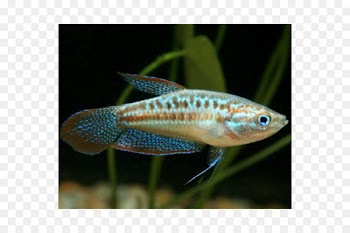 Dwarf gourami Sparkling gourami Fish Aquariums - fish 