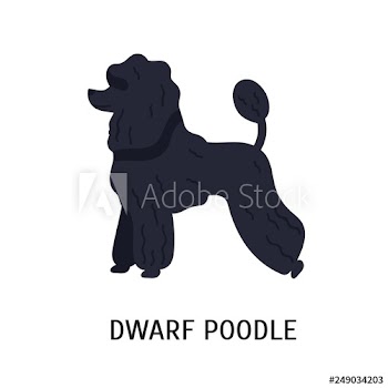 Dwarf or Miniature Poodle