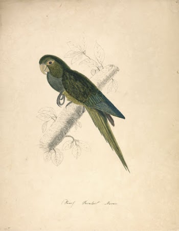 Dwarf Parakeet Macaw | Free Photo - rawpixel
