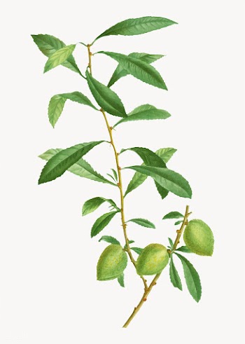 Dwarf Russian almond branch | Free stock vector - 568459