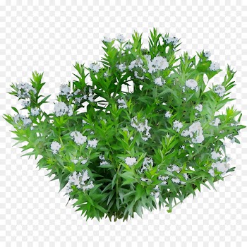 Dwarf umbrella tree Green and Blooming Plants Aquatic Plants Houseplant -  
