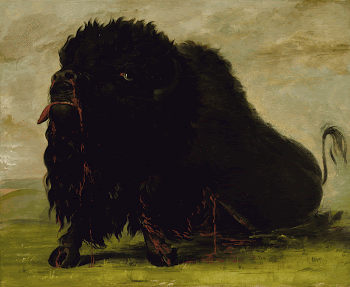 Dying Buffalo, Shot with an | Free Photo - rawpixel