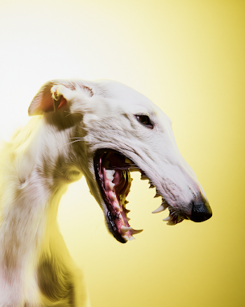 Dynamic Barzo Dog in Action