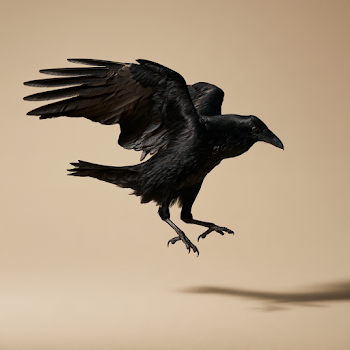 Dynamic Raven in Flight