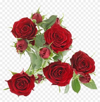 Dynasty Sensationavailable Stem Size - Rose