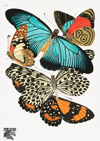 E.A. S&eacute;guy's vintage butterflies (1925) | Free Photo Illustration - rawpixel