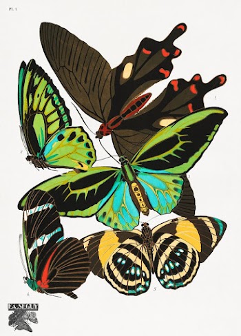 E.A. S&eacute;guy's vintage butterflies (1925) | Free Photo Illustration - rawpixel
