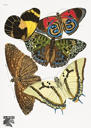 E.A. S&eacute;guy's vintage butterflies (1925) | Free Photo Illustration - rawpixel