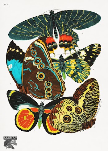 E.A. S&eacute;guy's vintage butterflies (1925) | Free Photo Illustration - rawpixel