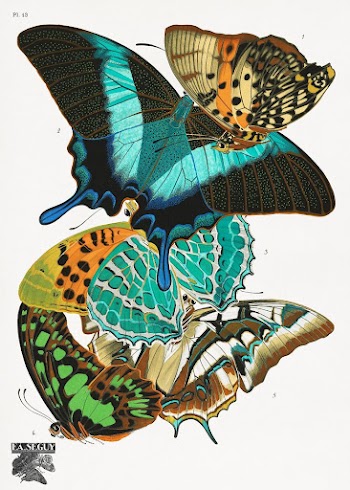 E.A. S&eacute;guy's vintage butterflies (1925) | Free Photo Illustration - rawpixel